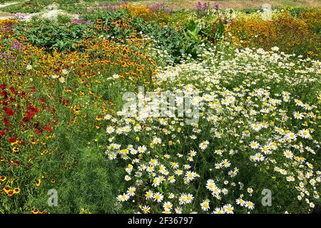 Chamomile flowers with long white petals. Flowering of daisies in summer wild meadow. Medicinal herb and picturesque landscape. Stock Photo