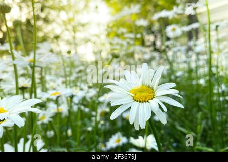 Chamomile flowers with long white petals. Flowering of daisies in the sunny summer wild meadow. Bright beautiful field. Stock Photo