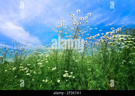 Chamomile flowers with long white petals. Flowering of daisies in the sunny summer wild meadow. Medicinal herb and sunny picturesque landscape. Stock Photo