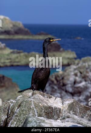 SHAG Phalacrocorax aristotelis Saltee Islands, County Wexford, Credit:Robert Thompson / Avalon Stock Photo