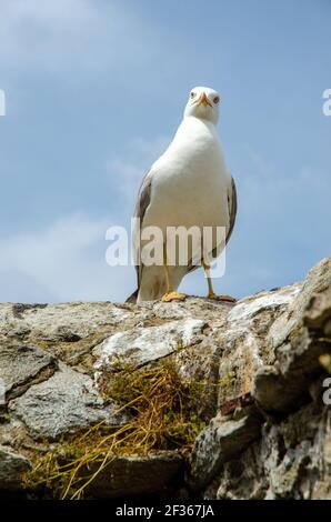 A seagull was staring at the camera. А seagull perched on a stone wall. Close up view of white bird seagull. Stock Photo