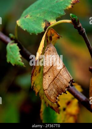 SCALLOPED HOOK-TIP Falcaria lacertinaria Lackan Bog, Ballyroney, County Down., Credit:Robert Thompson / Avalon Stock Photo