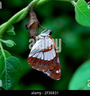 SOUTHERN WHITE ADMIRAL Ladoga reducta emerging from cocoon, Credit:Robert Thompson / Avalon Stock Photo