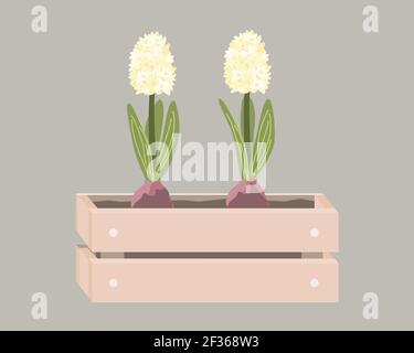 Cartoon hyacinths in wooden box. Spring design in Scandinavian style. Vector illustration isolated on white Stock Vector