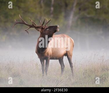 Bull elk calling on a misty morning Stock Photo