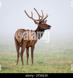 Wild elk standing in a misty field in the summer with velvet antlers Stock Photo