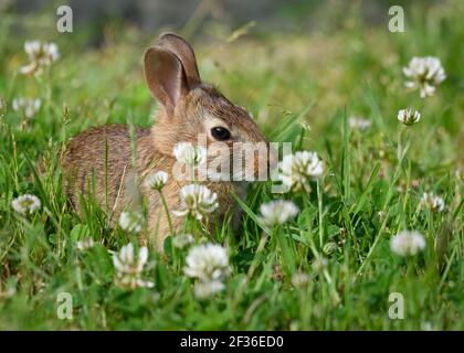 Young rabbit in a patch of clover Stock Photo