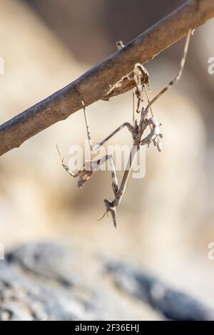 Empusa pennata hanging upside down from a branch in a stalking hunting pose. This stick insect is very well camouflaged and adapted to the environment Stock Photo