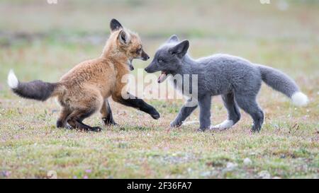 Pair of red fox kits in the wild play fighting one in a red coat while the other is gray, at American Camp in the San Juan Islands of Washington State Stock Photo