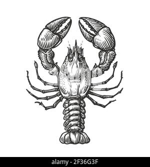 Drawing of lobster for menu or label. Seafood in vintage engraving style. Sketch vector illustration Stock Vector