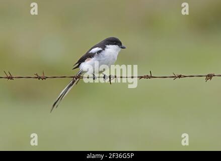 Common Fiscal (Lanius collaris humeralis) adult female perched on barbed-wire fence Kenya             October Stock Photo