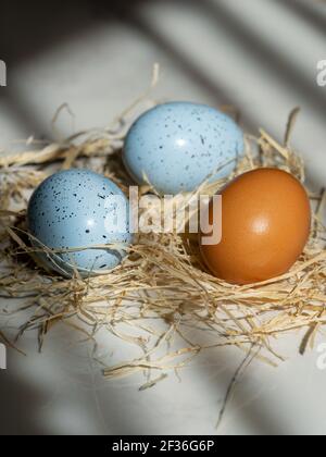 Two Easter blue egg with one Easter usually egg in the hay, beautiful background with shadows Stock Photo