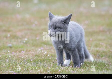 Wild red fox kit standing on grass with wildflowers showing that the foxes come in many colors including gray, seen at American Camp, San Juan Island Stock Photo