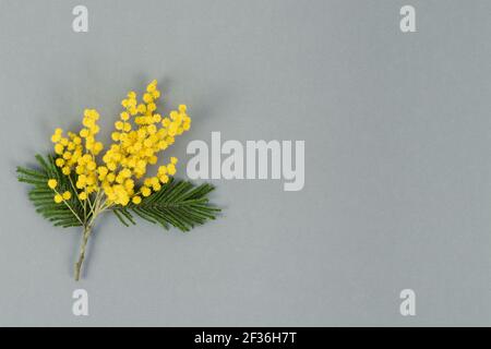 Mimosa flowers on gray background. Top view. Copy space.