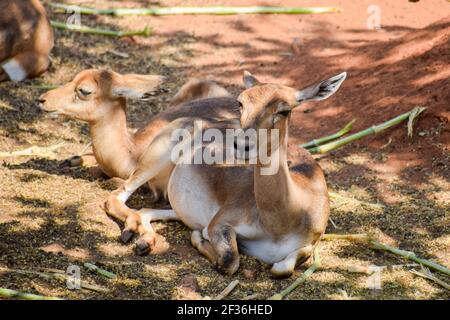 Two female blackbuck antelopes resting in the zoo Stock Photo