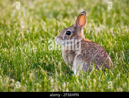 Wild rabbit sitting in lawn grass with ears raised in the backlit sun Stock Photo