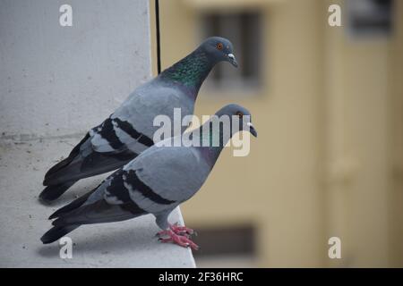 A selective focus shot of two pigeons from side profile sitting on a stone surface Stock Photo