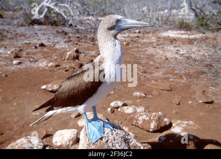 Beautiful Blue-footed Booby bird pair walking together Stock Photo - Alamy