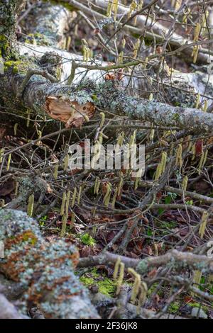 Intimate landscape with spring Catkins creating natural patterns as