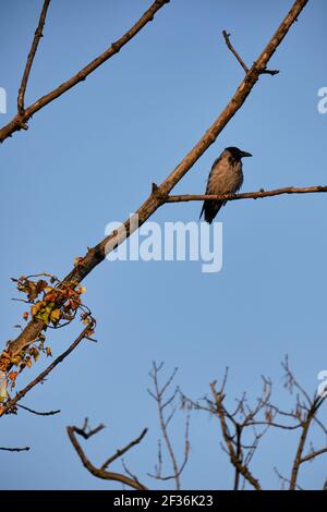 Hooded crow perched on tree trunk with a blue sky background Stock Photo