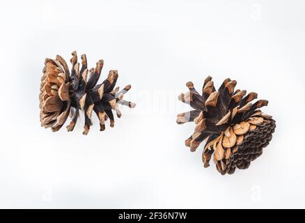 Two cones various coniferous trees isolated on white Stock Photo