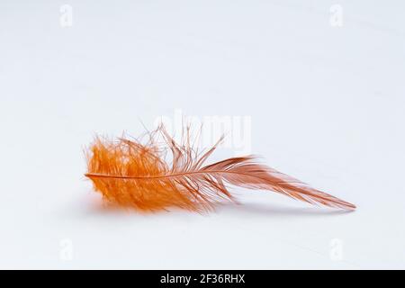 orange feather on white background, empty space for text Stock Photo