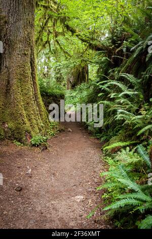 Hiking Trail Lined with Lush, Green Ferns in Pacific Northwest Rainforest Stock Photo