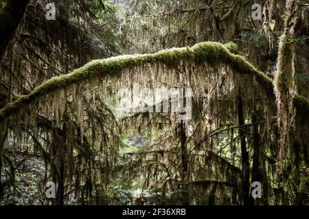Sunlight Highlighting Moss-Covered Tree Branch in Pacific Northwest Rainforest in Olympic Peninsula Stock Photo