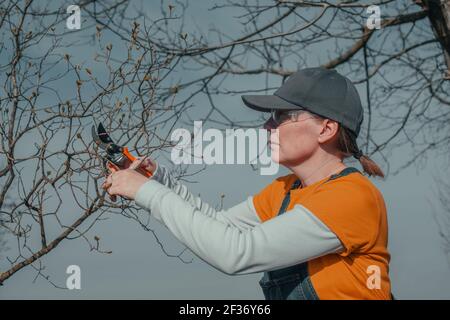 Female farmer cutting branches in cherry fruit orchard with pruning shears, close up with selective focus Stock Photo