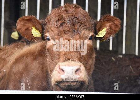 Luing cattle Lampert Farm, Kielder Forest, Northumberland Stock Photo ...