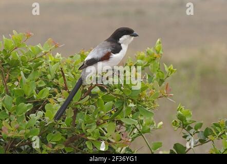 Taita Fiscal (Lanius dorsalis) adult female perched on bush Nairobi NP, Kenya           October Stock Photo