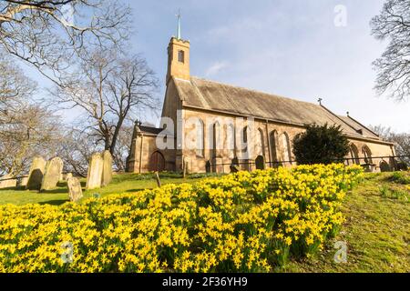 A swathe of daffodils in the churchyard of Holy Trinity church, Washington Village, north east England, UK Stock Photo