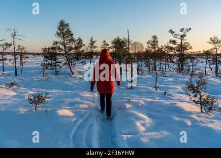 in winter, snow-covered spruces and a pedestrian path lit by the sun lead through a number of nature Stock Photo