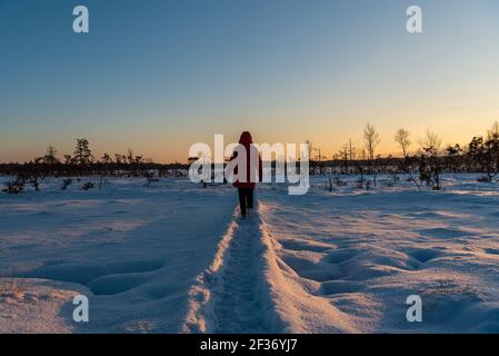 in winter, snow-covered spruces and a pedestrian path lit by the sun lead through a number of nature Stock Photo