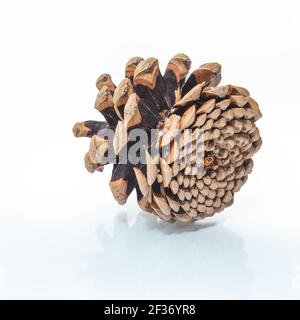 Cone of coniferous tree isolated on white Stock Photo