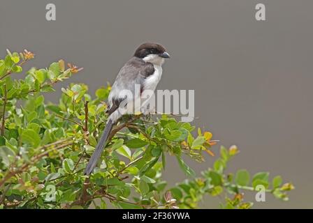 Taita Fiscal (Lanius dorsalis) adult female perched on bush Nairobi NP, Kenya           October Stock Photo