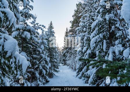 fine pine branches snowed with snow in small compartments calmly frozen in the wind so that no flake from the green coniferous branches falls off Stock Photo