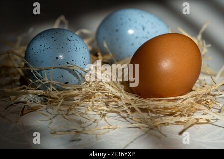 Two Easter blue egg with one Easter usually egg in the hay, beautiful background with shadows Stock Photo