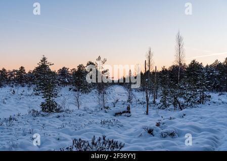 fine pine branches snowed with snow in small compartments calmly frozen in the wind so that no flake from the green coniferous branches falls off Stock Photo
