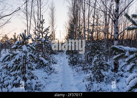 fine pine branches snowed with snow in small compartments calmly frozen in the wind so that no flake from the green coniferous branches falls off Stock Photo