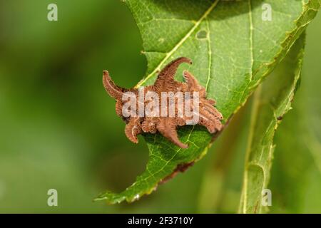 Hag moth caterpillar on plum tree leaf