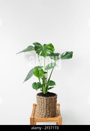 Beautiful monstera on a wooden table in a wicker flower pot isolated on a white background Stock Photo