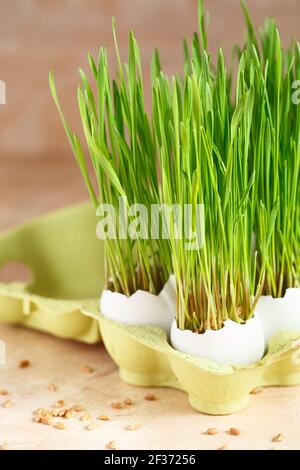 Green wheat sprouts in egg shells in a cardboard tray. Easter decorations. Easter egg. Spring composition. Natural Easter eggs with wheat grass. Styli Stock Photo