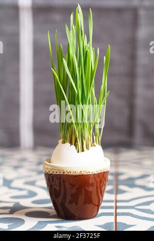 Green wheat sprouts in egg shells in a small ceramic stand. Easter decorations. Easter egg. Spring composition. Natural Easter eggs with wheat grass. Stock Photo