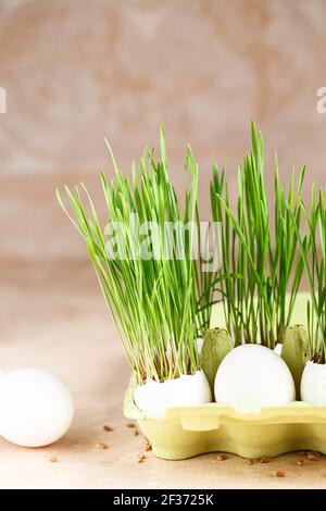 Green wheat sprouts in egg shells in a cardboard tray. Easter decorations. Easter egg. Spring composition. Natural Easter eggs with wheat grass. Styli Stock Photo
