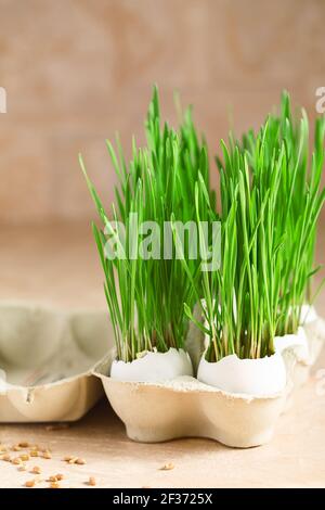 Green wheat sprouts in egg shells in a cardboard tray. Easter decorations. Easter egg. Spring composition. Natural Easter eggs with wheat grass. Styli Stock Photo