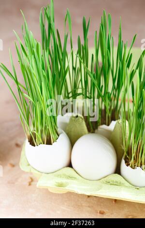 Green wheat sprouts in egg shells in a cardboard tray. Easter decorations. Easter egg. Spring composition. Natural Easter eggs with wheat grass. Styli Stock Photo