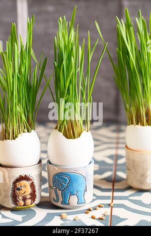 Green wheat sprouts in egg shells in a cardboard tray. Easter decorations. Easter egg. Spring composition. Natural Easter eggs with wheat grass. Styli Stock Photo