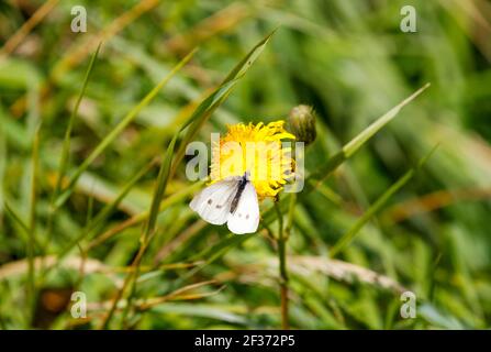 "Small white" butterfly or "Cabbage White" (Pieris rapae) pollinates yellow dandelion flower. Female with two dots spots on forewings. Ireland Stock Photo