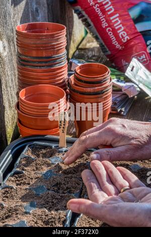 Woman sowing Marmande tomato seed, Solanum lycopersicum, re-using plastic plant trays from a garden centre to avoid them ending up in landfill. Stock Photo